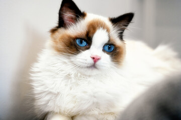 A beautiful Ragdoll cat in the show / breeding type	