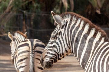 Portait of zebra. Zebra in zoo. Animal with black and white stripes. 