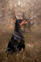 Doberman