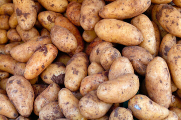 Neue Kartoffeln, frische Ernte