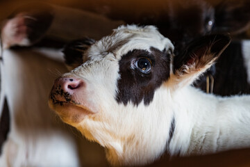 Close-up portrait of a young calf - 423806036