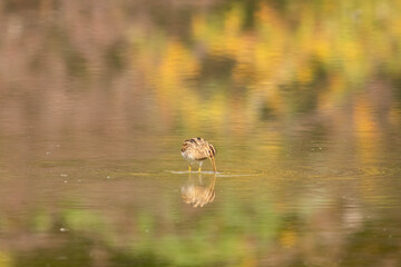 Snipe during foliage