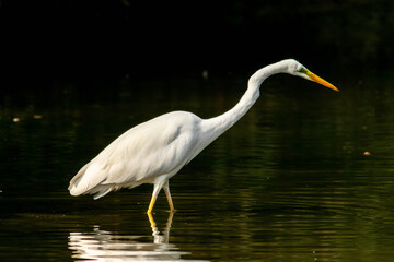 heron at the sunset