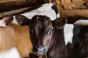 Close-up portrait of a young calf - 423806242