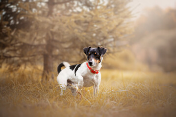 Jack Russel Terrier