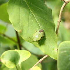 a green shield bug sits at a green leaf in the sunshine in the garden closeup