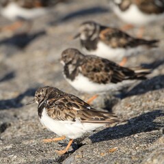 three ruddy turnstones are sitting at the seawall of the westerschelde sea with high tide  in the sunshine in autumn at the dutch coast