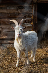 Portrait of a goat on a farm - 423806450