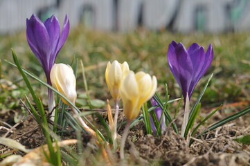 Spring
