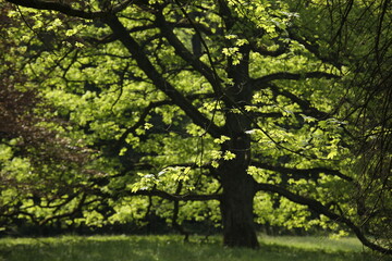 Fototapeta na wymiar Tree in the park