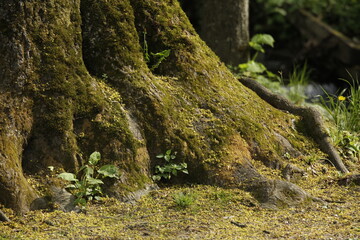 Nature