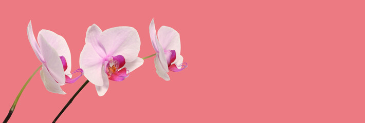 Orchid flower bouquet on pink long horizontal background.