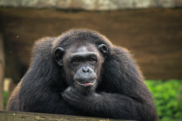 portrait of a gorilla