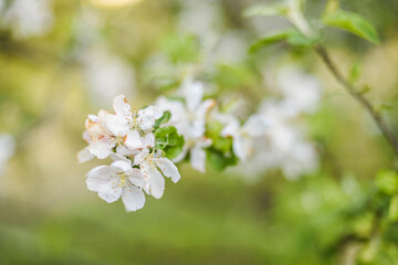 Blooming branches of young apple tree, spring orchard flowers