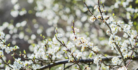 Blossoming tree branches, white flowers of cherry tree, spring blossom in sunny morning