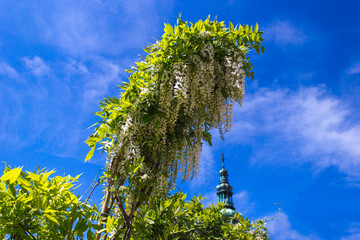 Piękna biała Wisteria, Pszczyna, Poland