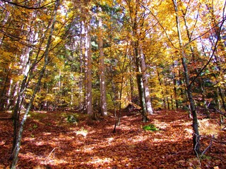 Mixed conifer and broadleaf forest in vibrant yellow, orange and red autumn colors with sunlight shining on the ground in Slovenia © kato08