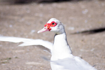 Duck living in an artificial city pond