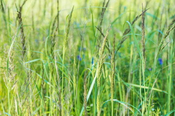 Blooming fresh raw grass with flowers