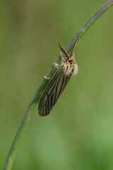 Feathered footman (Spiris striata) - Roussillon, France
