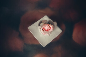 Pudrowa róża w filiżance. © Monika