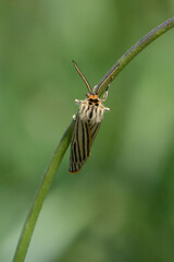 Feathered footman (Spiris striata) - Roussillon, France
