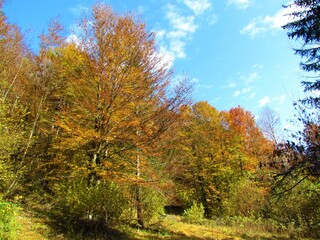 Temperate, deciduous beech forest in yellow, orange and red autumn foliage in Slovenia