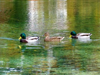 Group of mallard ducks swimming in the lake with two males and one female duck