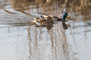 ducks on the lake