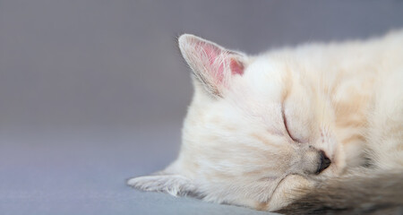 Cute sleeping biege kitten on the grey background. Close up. Soft focus.