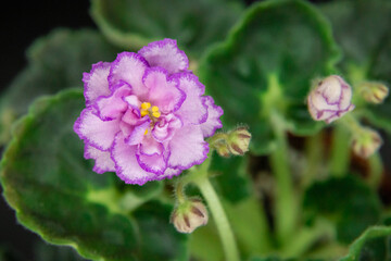Purple violet flower with green foliage. Close-up