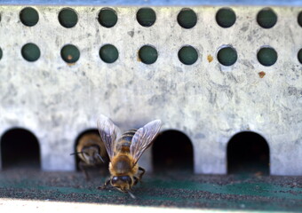 Biene verlässt einen Bienenstock