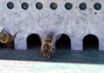 Biene verlässt einen Bienenstock