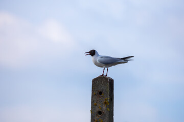 A black-headed gull sitting on top of an electric pole. Taken during the day, the object against the cloudy sky