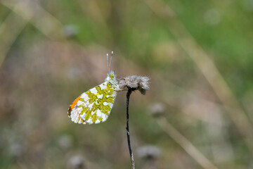 Pieridae / Turuncu Süslü / / Anthocharis cardamines