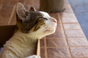 Gato malhado dentro de uma caixa de papelão.