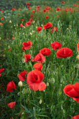 Blooming red poppies in the field