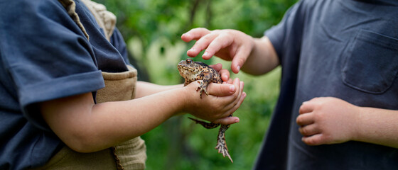 Unrecognizable small children holding a frog outdoors in summer.