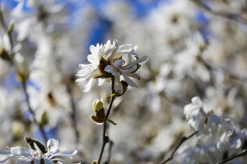Beginning of springtime - closeup of isolated blooming white star magnolia tree blossoms (magnolia stellatum) against deep blue cloudless sky with contrasting colors