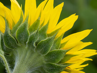 Naklejka na ściany i meble Backlit view of underside of yellow sunflower