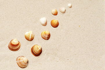 Fototapeta na wymiar Seashells pattern on the sandy beach. Summer background.