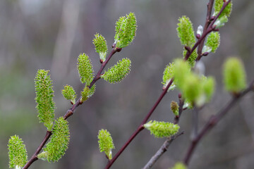 Willow Catkins in Early Spring. Pussy willow spring time background. willow branches spring background, abstract blurred view of spring. Soft spring background with pussy willow catkins.