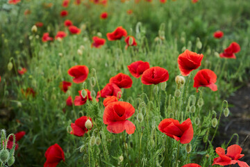 Fototapeta na wymiar Blooming red poppies in the field