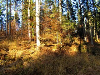 Mixed conifer and broadleaf forest in autumn and sunlight shining on the ground covered in dry grass