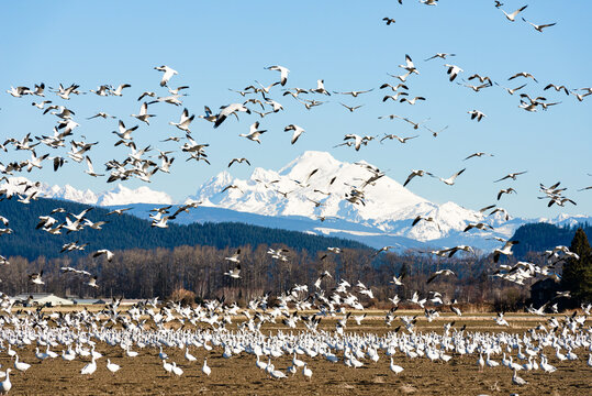 Wintering snow geese flying over the Skagit Valley with the volcanic Mount Baker as a backdrop
