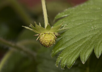 Fragaria vesca wild strawberry large hairy green leaves small immaculate white flowers orange yellow stamens developing green strawberry with small seeds forming