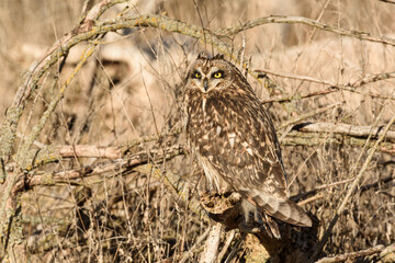 Short-eared owl camouflaged against branches during winter in the Skagit Valley of Washington State