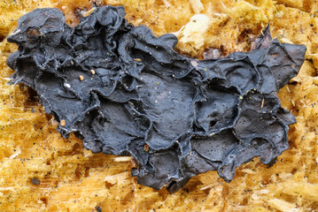 Der Pilz Teerfleckendrüsling oder Nadelholzdrüsling (EXIDIA PITHYA) an einem Baumstammende als Makroaufnahme