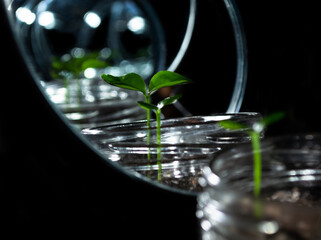 glass of green plant