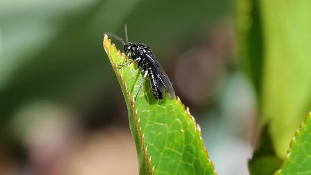 Echten Blattwespen (Tenthredinidae) krbbelt auf einer Pflanze nach oben und fliegt weg